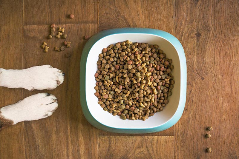 dog-food-gd07ef3d3d_1280.jpg